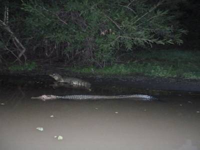 Connaissez vous la différence entre un caiman et un aligator ?