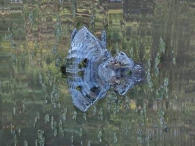 Aligator en vue !