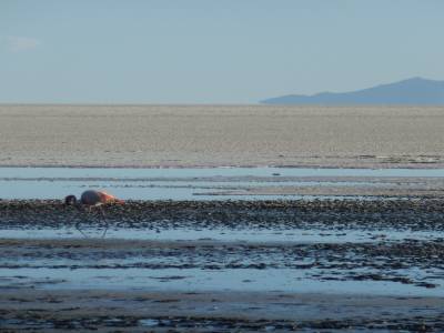 Flamand rose pres du Salar de Uyuni