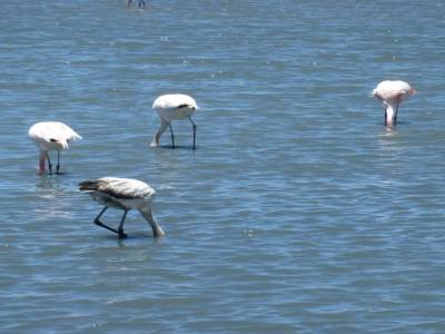 Flamand rose se nourrissant dans les lagunes