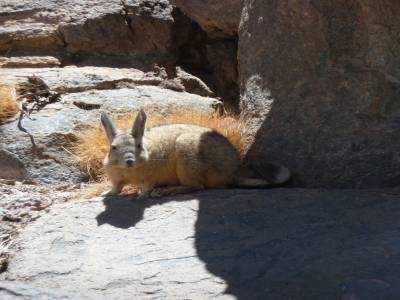 Le lapin des Andes