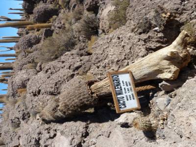 Cactus de plus de mille an mort il y a quelques annees