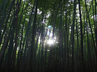 Forêt de bambou
