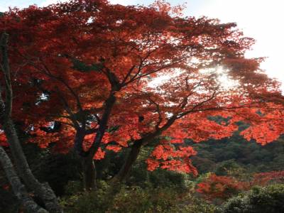 L'automne japonais
