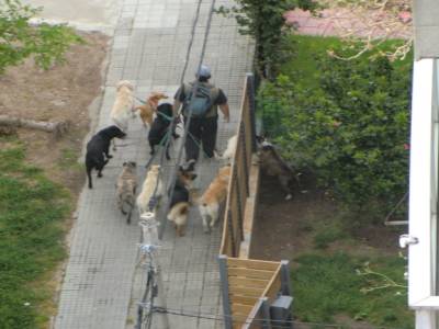 Métier : promeneur de chiens, ça existe!!!!