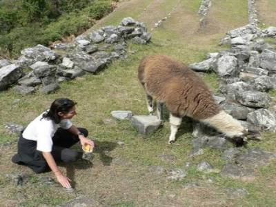 Le Machu Pichu