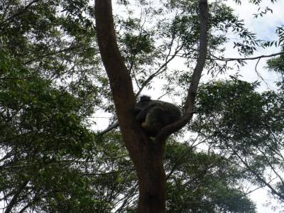 Koala !