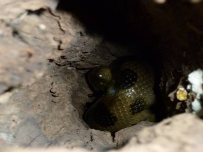 The Anaconda !