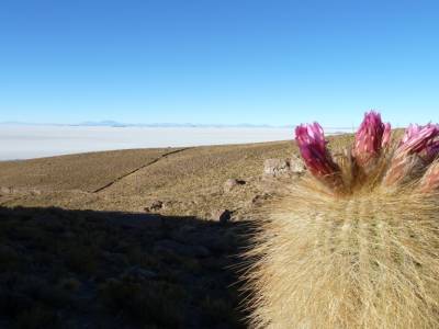 Ascencion du volcan, c'est que le début...