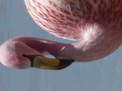 Flamand rose en pleine pose