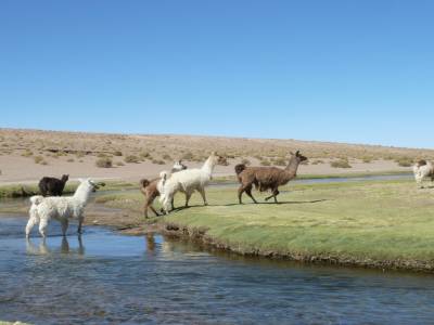 Llama au sud de la Cordillera Lipez