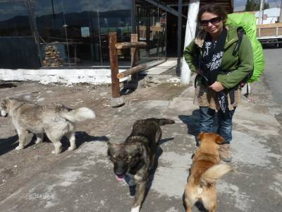 Jess et ses amis chiens des rues