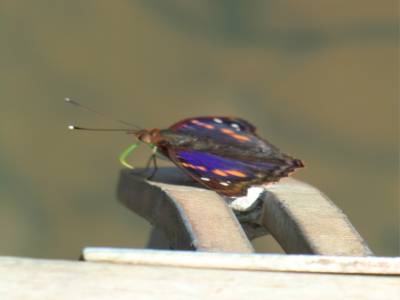 Faune du parc d Iguazu