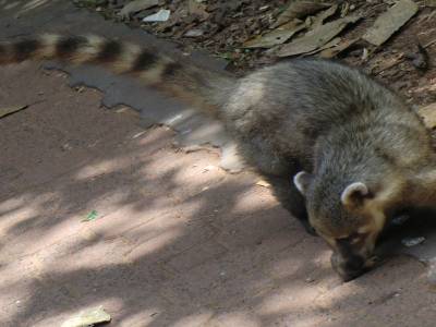 Faune  du parc d Iguazu 1
