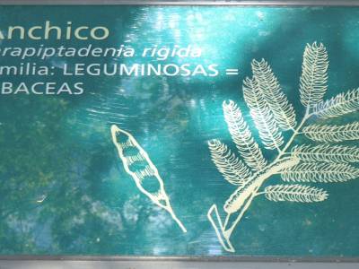 Flore  du parc d Iguazu 1