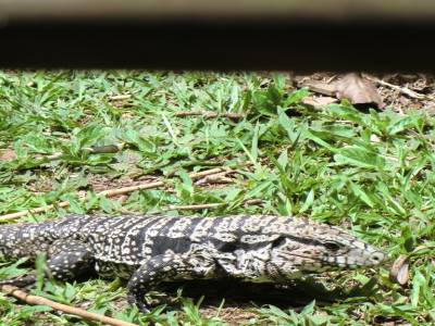 Faune  du parc d Iguazu 2