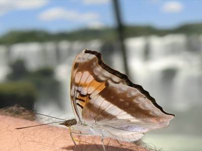 Faune  du parc d Iguazu 3