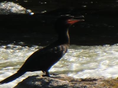 Faune  du parc d Iguazu 4