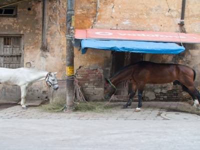 Ecurie en pleine rue à Delhi