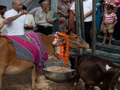 Vache sacrée