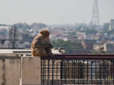 Singe des villes