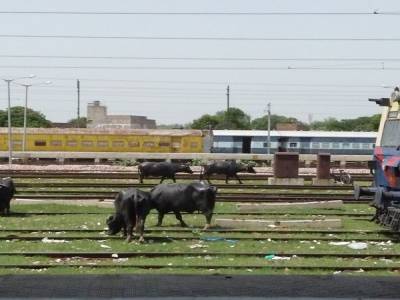 Taj Express