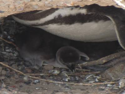 Peninsule de Valdes : Mamam pingouin et bb pingouin