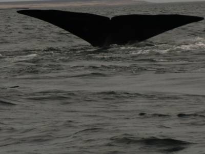 Peninsule de Valdes : enfin... j ai vu une baleine
