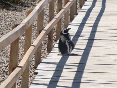 Peninsule de Valdes : Un pingouin en pleine reflexion existentielle