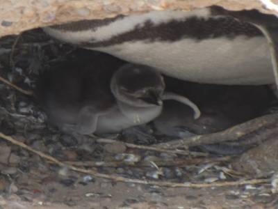 Peninsule de Valdes : Mamam pingouin et bb pingouin
