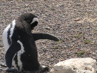 Peninsule de Valdes : un pingouin faisant du break dance