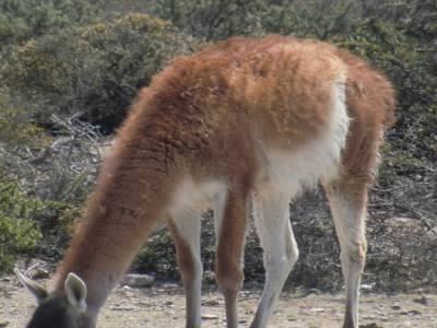 Peninsule de Valdes : Un cousin par alliance du lama
