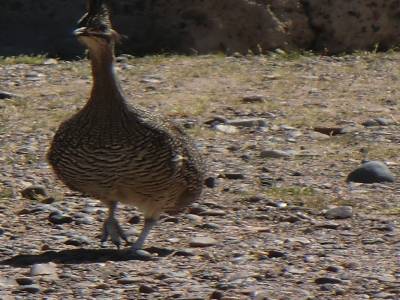 Peninsule de Valdes : euh....un oiseau