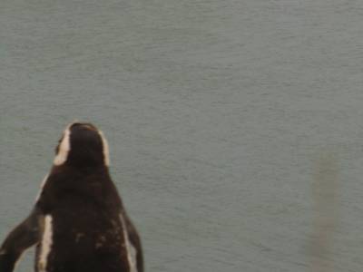 Peninsule de Valdes : "I m a poooooor lonesome pingouin...."