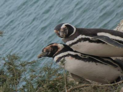 Peninsule de Valdes : pingouins in love