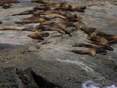 Peninsule de Valdes : lions de mer faisant bronzette