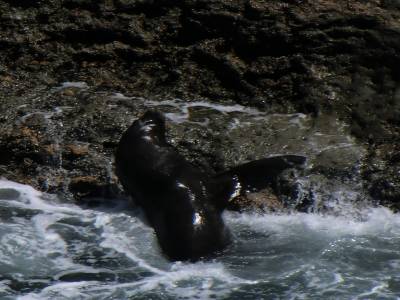 Peninsule de Valdes : lion de mer finissant de faire trempette