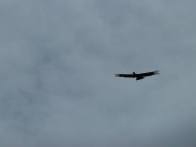 El condor du Perito Moreno