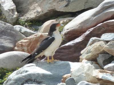 L'aigle du Laguna Torre qui prend la pose...