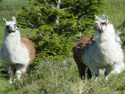 Les llama, prononcez chama en Argentine
