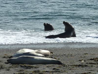 Nos premiers lions de mer