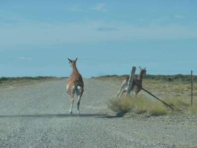 Petit guanaco en pleine effort...