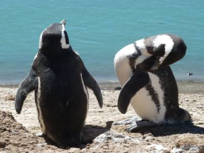 Nos premier pingouins de magelans !