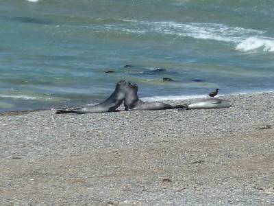 Combat de lions de mer