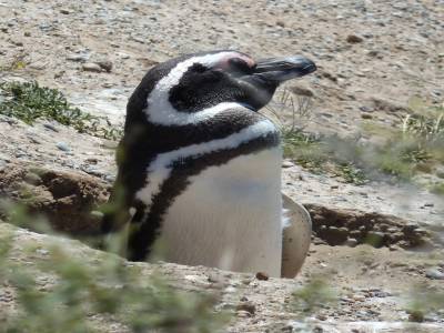 Révélation : les pingouins vivent dans des terriers... comme des lapins