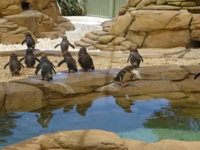 Sea World, les pinguins