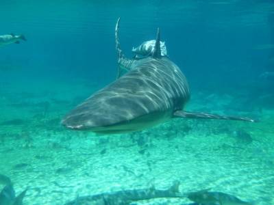 Sea World, requin avec raimora