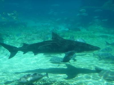 Sea World, requin tigre