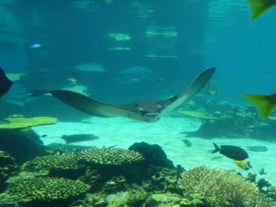 Sea World, raie