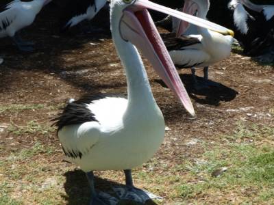 Sea World